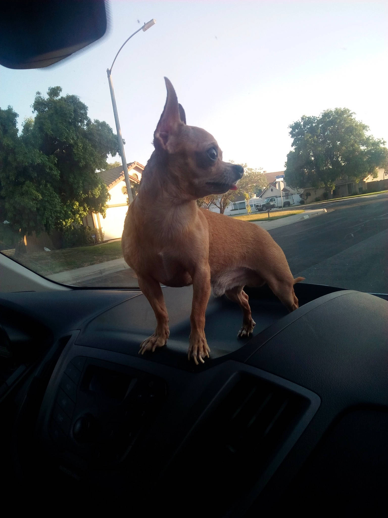 Simba joined the competition — help win amazing prizes! automotive_design, automotive_exterior, automotive_lighting, automotive_mirror, car, carnivore, companion_dog, dog, dog_breed, fawn, fender, hood, motor_vehicle, rear_view_mirror, sky, sunlight, vehicle, vehicle_door, windscreen_wiper, working_animal
