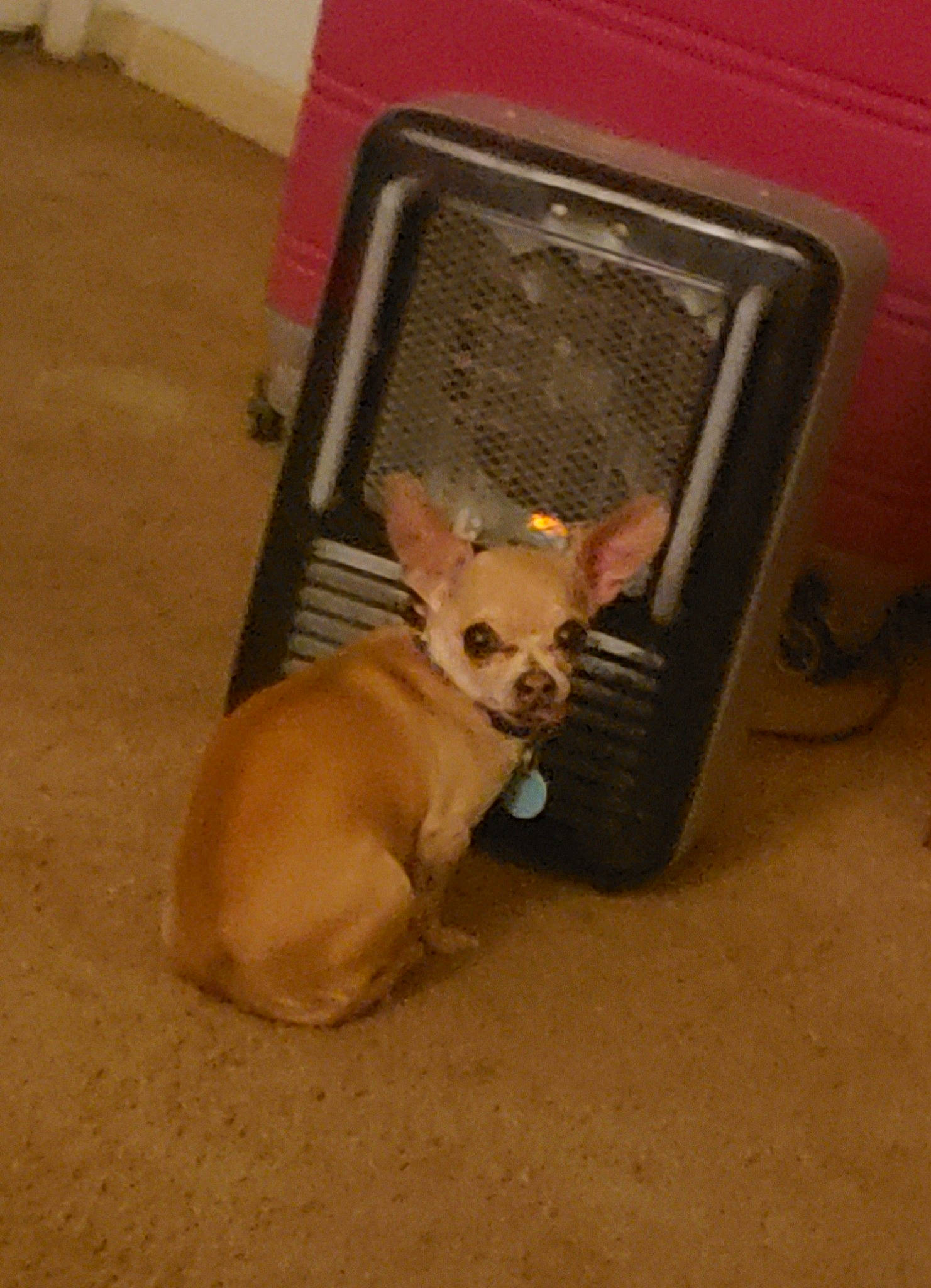 Simba joined the competition — help win amazing prizes! canidae, carnivore, chihuahua, companion_dog, dog, dog_breed, dog_supply, event, fawn, flooring, non_sporting_group, pet_supply, plastic, russkiy_toy, snout, sporting_group, tail, toy_dog, whiskers, working_animal