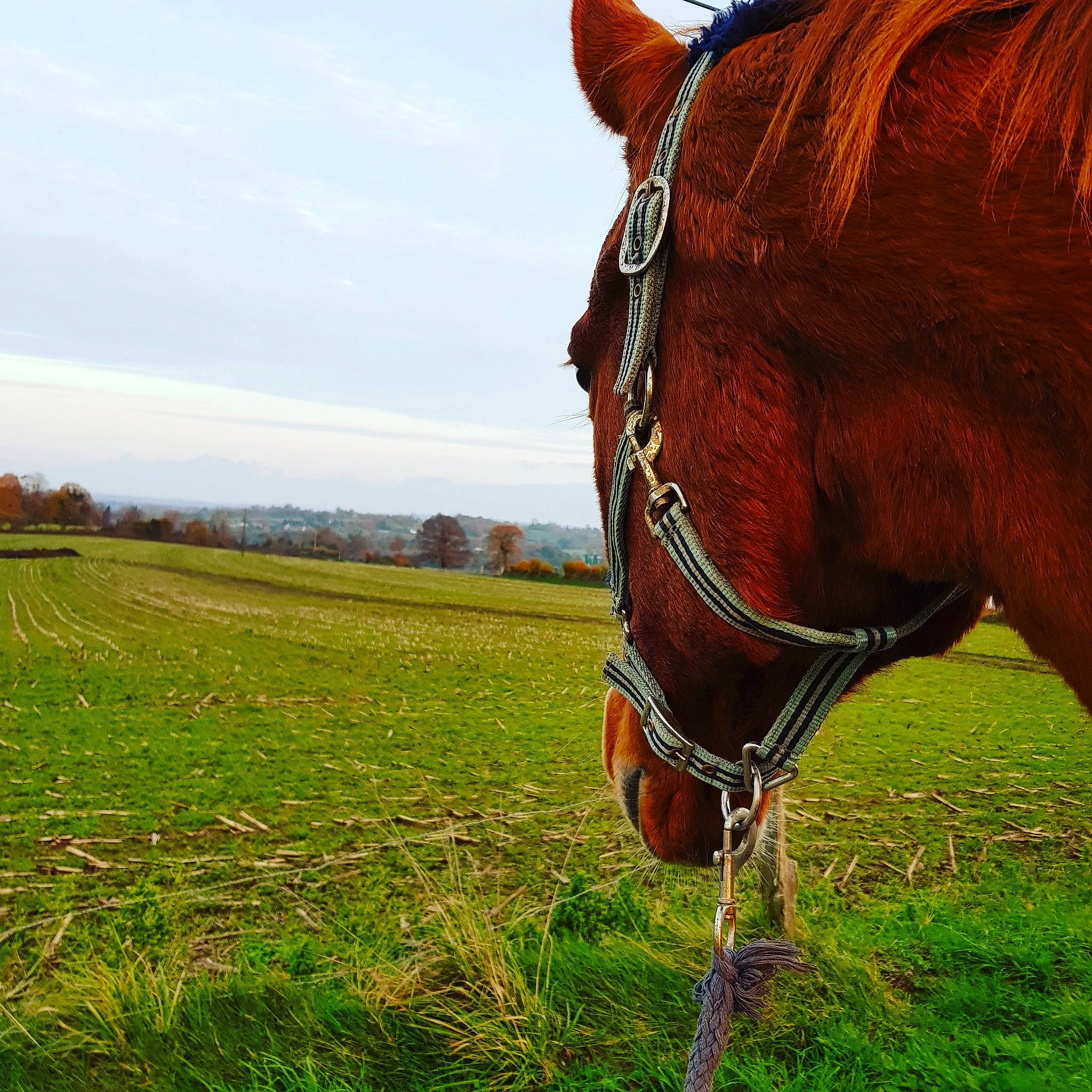 Sarmond a rejoint le concours — aidez-le/la à gagner de superbes lots ! bridle, brown, field, grass, grassland, grazing, halter, horse, horse_supplies, horse_tack, liver, mane, mare, meadow, mustang_horse, pasture, rein, rural_area, snout, sorrel