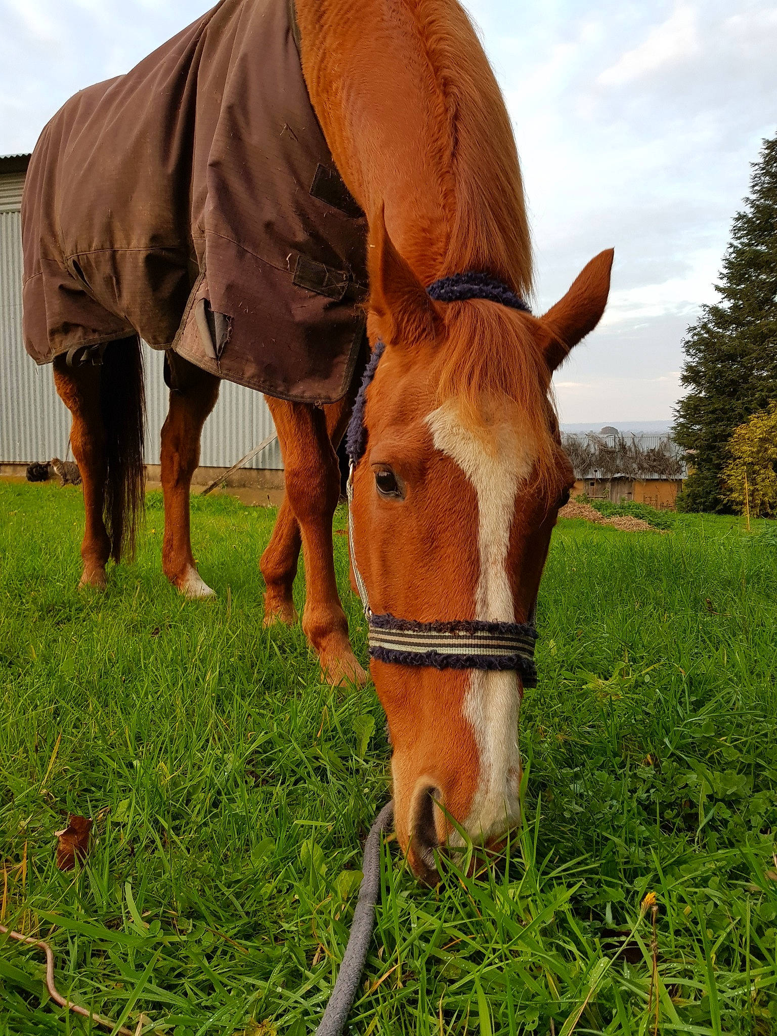 Sarmond a rejoint le concours — aidez-le/la à gagner de superbes lots ! bridle, fodder, grass, grassland, grazing, halter, horse, horse_supplies, horse_tack, liver, livestock, mammal, mane, mare, pack_animal, pasture, plant, rein, snout, sorrel
