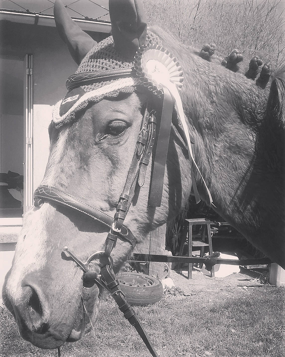 Sarmond participe au concours pour gagner de l'argent avec cette photo : black_and_white, bridle, eye, halter, horse, horse_harness, horse_supplies, horse_tack, livestock, mane, monochrome, monochrome_photography, pack_animal, photography, rein, snout, stock_photography, working_animal