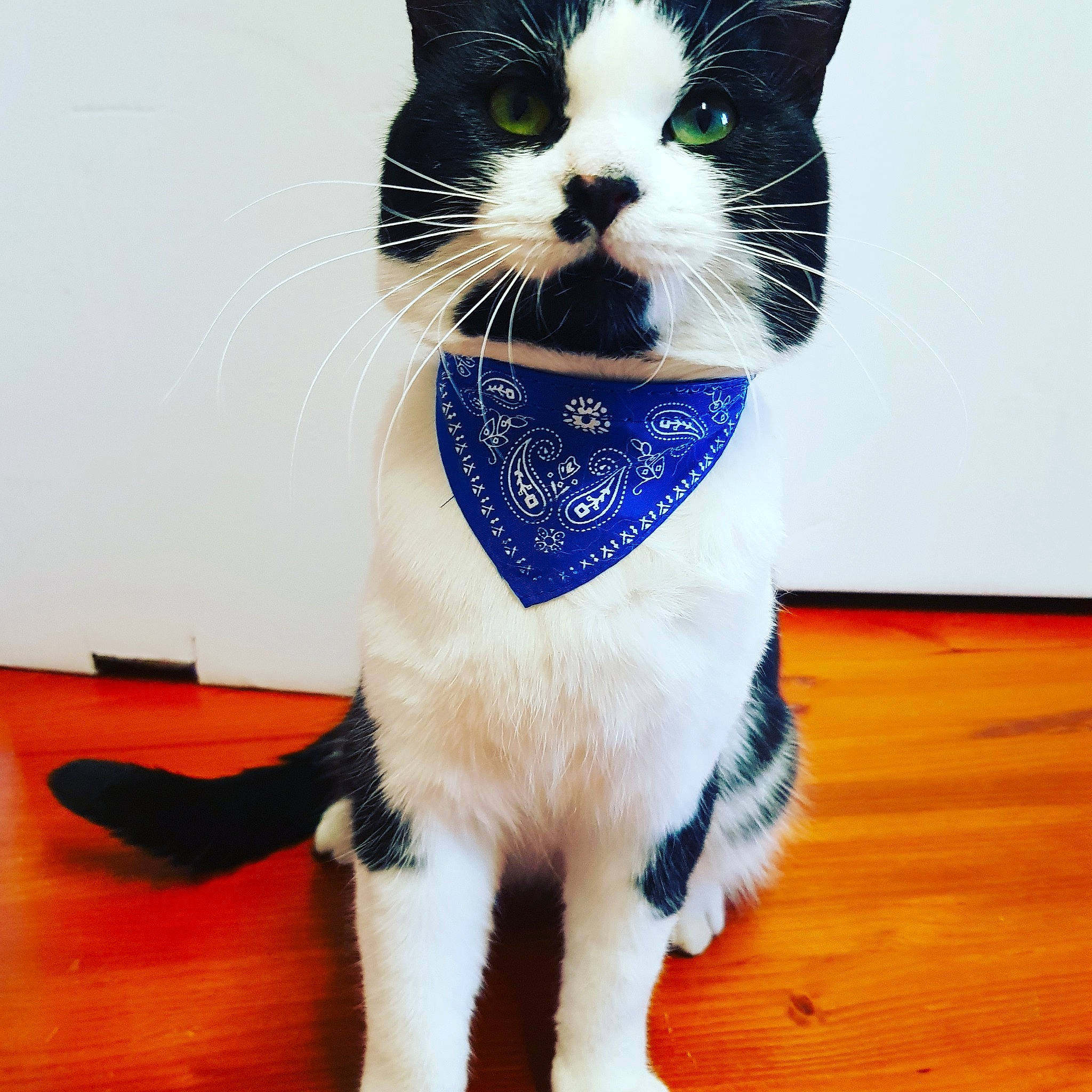 Bebichou participe au concours pour gagner de l'argent avec cette photo : asian, bow_tie, carnivore, cat, domestic_short_haired_cat, fashion_accessory, felidae, fur, japanese_bobtail, kitten, mammal, paw, polydactyl_cat, small_to_medium_sized_cats, snout, tail, tie, whiskers