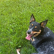 Mia is registered to the contest to win money with this photo: dog, grass, outdoor, animal, pet, tongue_out, happy, canine, black_coat, tan_markings, ears_up, lying_down, nature, summer, playful, friendly, sunlight, greenery, tongue, closeup