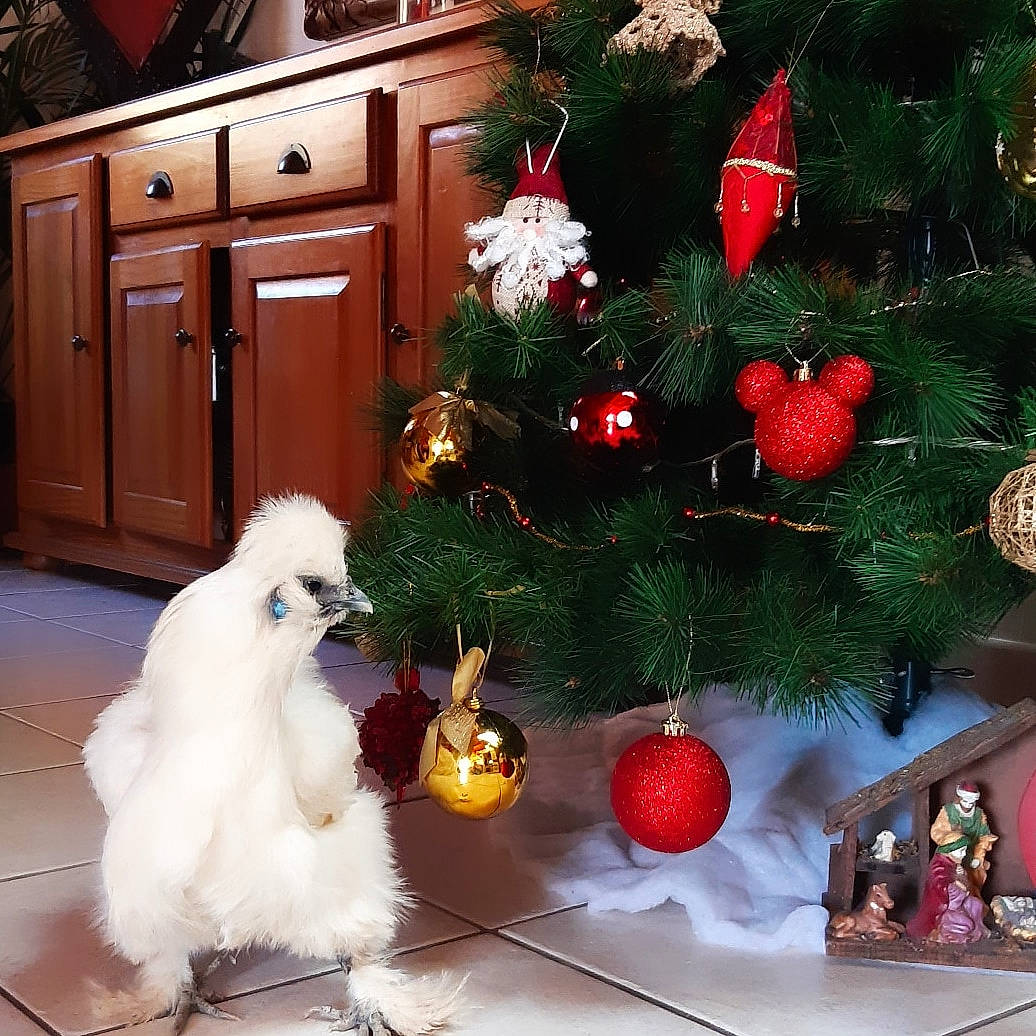 Nina participe au concours pour gagner de l'argent avec cette photo : bichon, canidae, christmas, christmas_decoration, christmas_eve, christmas_ornament, christmas_tree, conifer, fir, holiday, interior_design, maltese, ornament, pine, pine_family, shih_tzu, spruce, still_life, toy_dog, tree