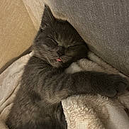 Lunatic is registered to the contest to win money with this photo: adorable, animal, blanket, cat, comfort, cozy, cute, fur, gray, indoor, kitten, pet, relaxed, resting, sleeping, snuggled, soft, tongue_out, warm, young