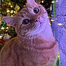 cat, ginger_cat, close_up, christmas_tree, christmas_lights, festive, indoor, pet, whiskers, curious, portrait, feline, holiday_decor, soft_lighting, cozy, wall, decorations, cute, animal, domestic_cat