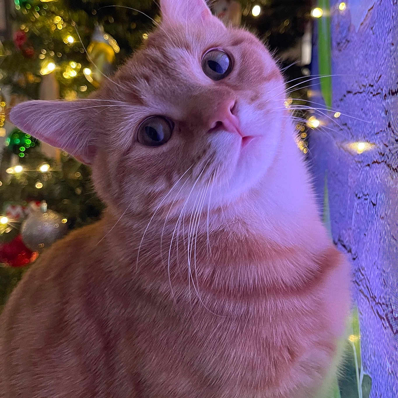 Gus joined the competition — help win amazing prizes! cat, ginger_cat, close_up, christmas_tree, christmas_lights, festive, indoor, pet, whiskers, curious, portrait, feline, holiday_decor, soft_lighting, cozy, wall, decorations, cute, animal, domestic_cat