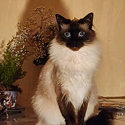 Snow participe au concours pour gagner de l'argent avec cette photo : animal, blue_eyes, cat, closeup, cute, domestic, feline, flower, fluffy, furry, indoor, pet, plant, portrait, reflection, shadow, siamese_cat, sitting, table, wooden_wall
