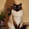 animal, blue_eyes, cat, closeup, cute, domestic, feline, flower, fluffy, furry, indoor, pet, plant, portrait, reflection, shadow, siamese_cat, sitting, table, wooden_wall