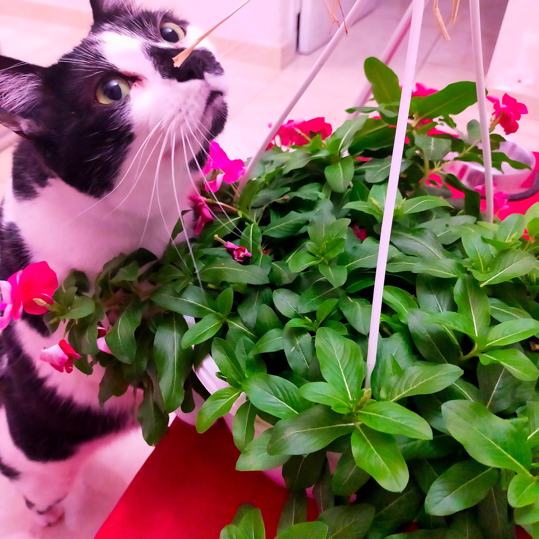 Mushu participe au concours pour gagner de l'argent avec cette photo : annual_plant, carnivore, cat, felidae, flower, flowering_plant, flowerpot, fur, grass, green, groundcover, happy, herbaceous_plant, houseplant, leaf, petal, plant, small_to_medium_sized_cats, tail, whiskers