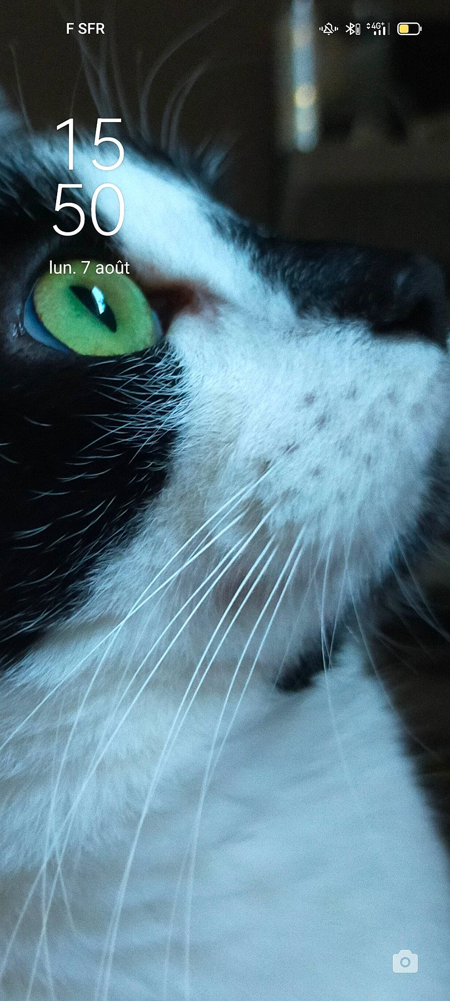 Mushu participe au concours pour gagner de l'argent avec cette photo : carnivore, cat, close_up, darkness, domestic_short_haired_cat, felidae, fur, iris, monochrome_photography, no_expression, small_to_medium_sized_cats, snout, terrestrial_animal, whiskers