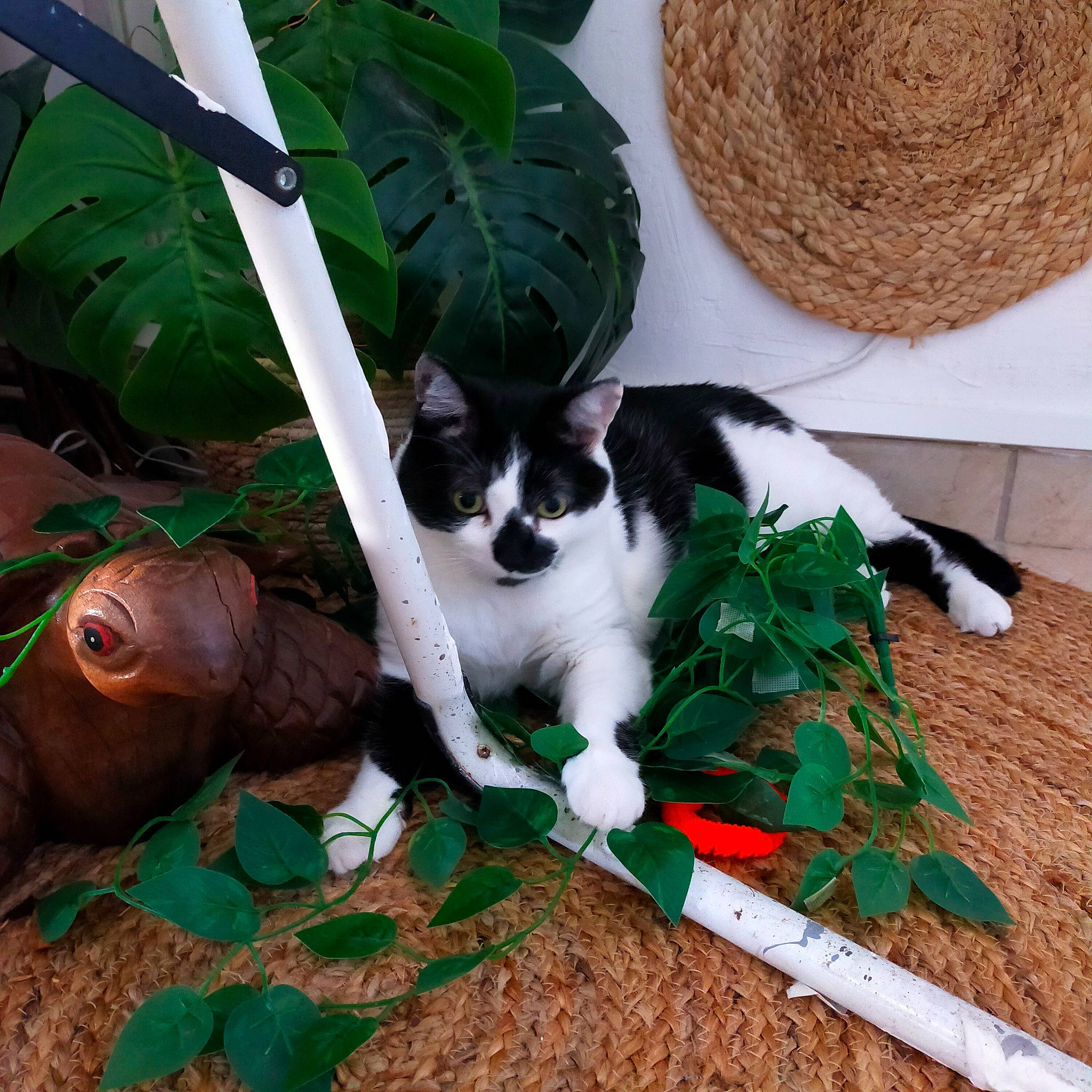 Mushu participe au concours pour gagner de l'argent avec cette photo : carnivore, cat, companion_dog, dog_breed, domestic_short_haired_cat, felidae, fur, grass, green, houseplant, leaf, linens, liver, plant, small_to_medium_sized_cats, tail, tree, whiskers, wood, working_animal