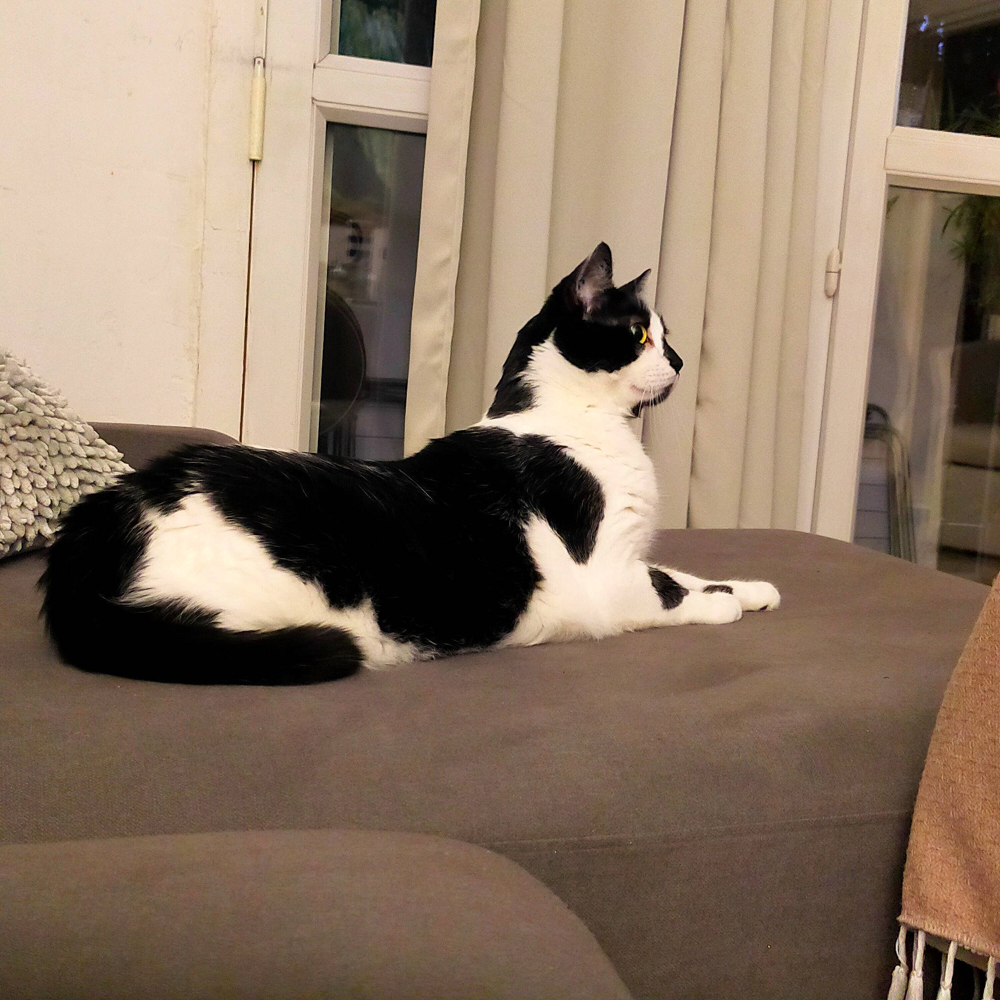 Mushu participe au concours pour gagner de l'argent avec cette photo : carnivore, cat, comfort, domestic_short_haired_cat, felidae, formal_wear, fur, linens, monochrome, monochrome_photography, paw, room, sitting, small_to_medium_sized_cats, snout, tail, terrestrial_animal, tree, whiskers, window