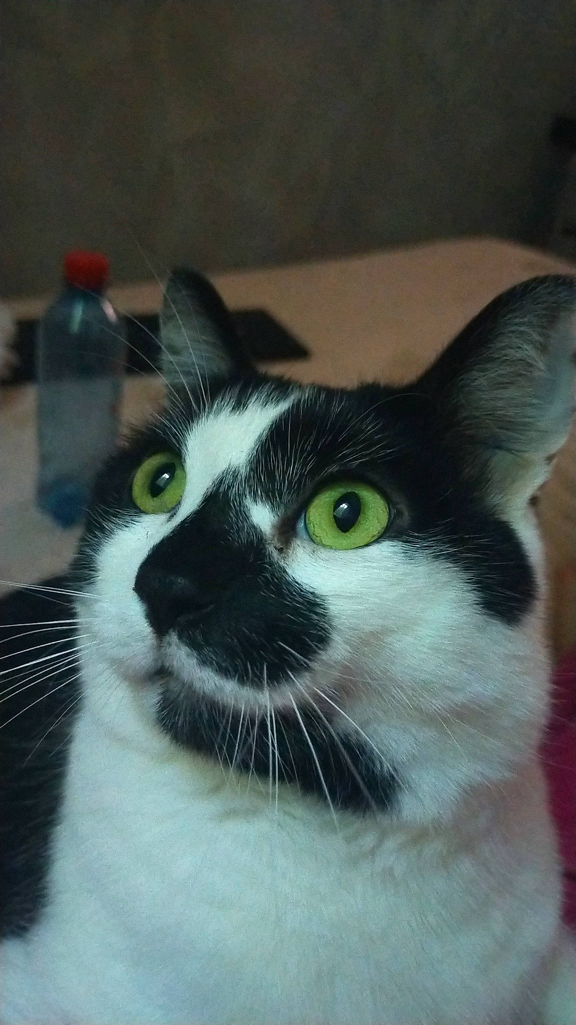 Mushu a rejoint le concours — aidez-le/la à gagner de superbes lots ! bottle, carnivore, cat, domestic_short_haired_cat, felidae, fur, iris, small_to_medium_sized_cats, snout, water_bottle, whiskers, window