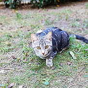 Minuit participe au concours pour gagner de l'argent avec cette photo : american_shorthair, cat, cat_like_mammal, domestic_short_haired_cat, dragon_li, european_shorthair, fauna, grass, grass_family, plant, small_to_medium_sized_cats, tabby_cat, whiskers