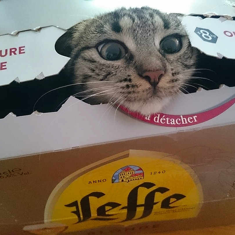 Calypso a rejoint le concours — aidez-le/la à gagner de superbes lots ! box, carnivoran, cat, cat_like_mammal, cat_supply, domestic_short_haired_cat, kitten, small_to_medium_sized_cats, snout, whiskers