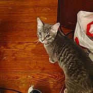 Nalla is registered to the contest to win money with this photo: cat, gray_tabby, wooden_floor, indoor, pet, curious, looking_up, whiskers, feline, domestic_animal, flooring, clothing, bag, household_items, ears, eyes, tail, fur, animal, cute