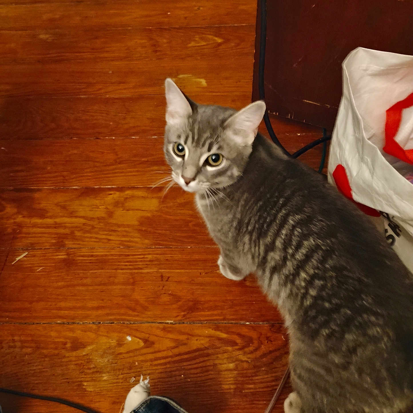 Nalla is registered to the contest to win money with this photo: animal, bag, cat, clothing, curious, cute, domestic_animal, ears, eyes, feline, flooring, fur, gray_tabby, household_items, indoor, looking_up, pet, tail, whiskers, wooden_floor