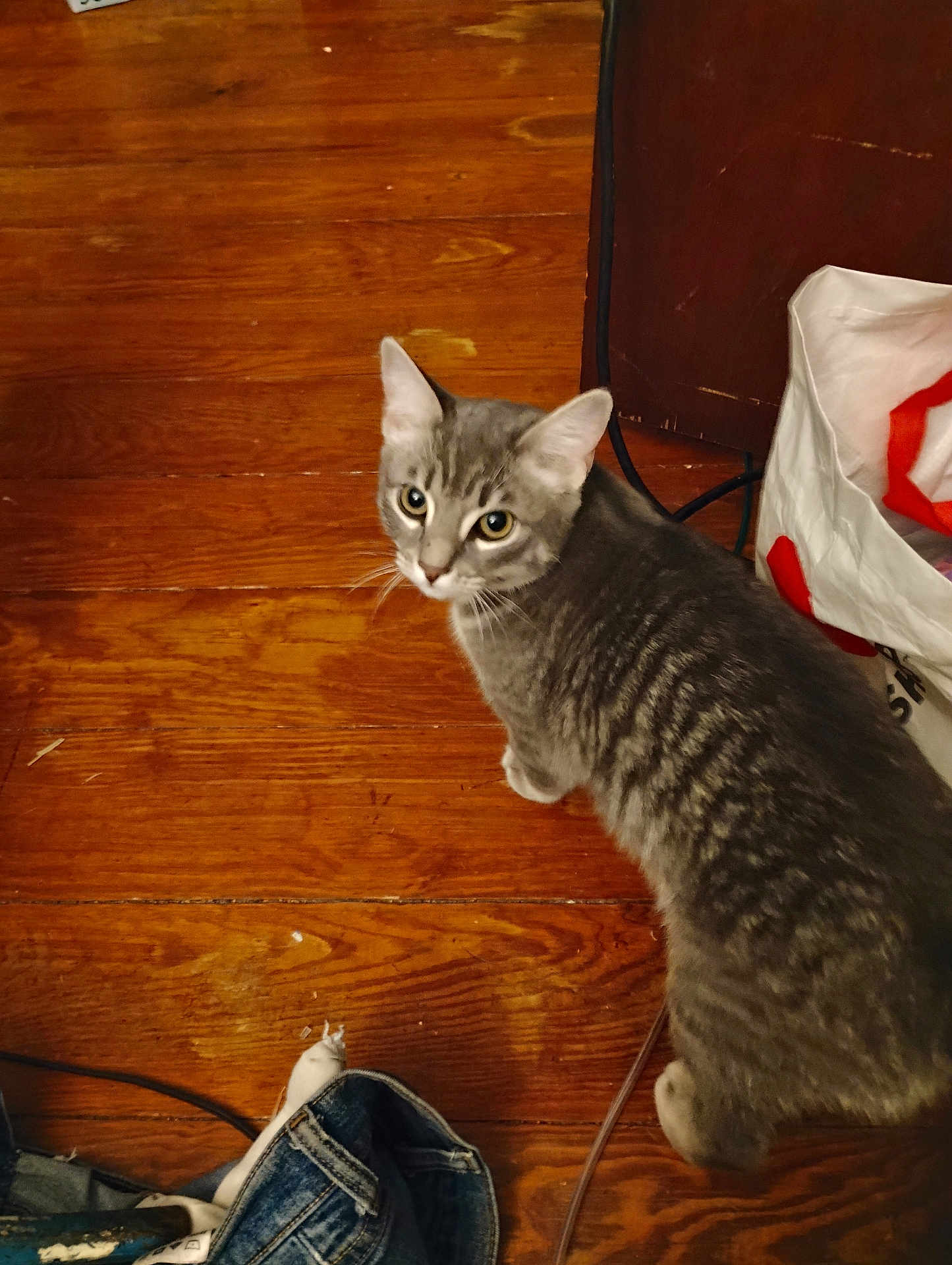 Nalla is registered to the contest to win money with this photo: cat, gray_tabby, wooden_floor, indoor, pet, curious, looking_up, whiskers, feline, domestic_animal, flooring, clothing, bag, household_items, ears, eyes, tail, fur, animal, cute