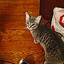 animal, bag, cat, curious, cute, domestic_animal, ears, feline, floorboards, fur, gray_tabby, household, indoor, jeans, looking_up, pet, side_view, striped, whiskers, wooden_floor