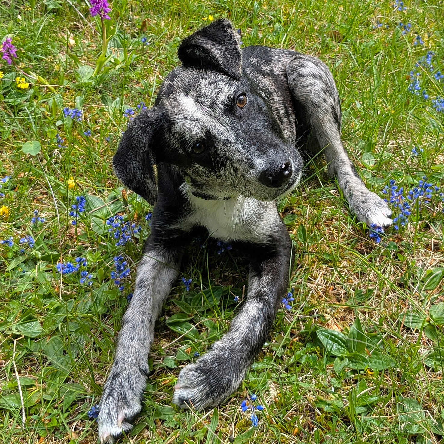 Snow participe au concours pour gagner de l'argent avec cette photo : animal, canine, cute, dog, flowers, fur, grass, greenery, head_tilt, lying_down, meadow, nature, outdoor, pet, playful, puppy, speckled, summer, sunlight, young_dog