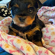 Cleopatra is registered to the contest to win money with this photo: puppy, dog, blanket, couch, indoor, cute, pet, fur, small, cozy, animal, young, resting, comfort, soft, pattern, colorful, home, domestic, portrait