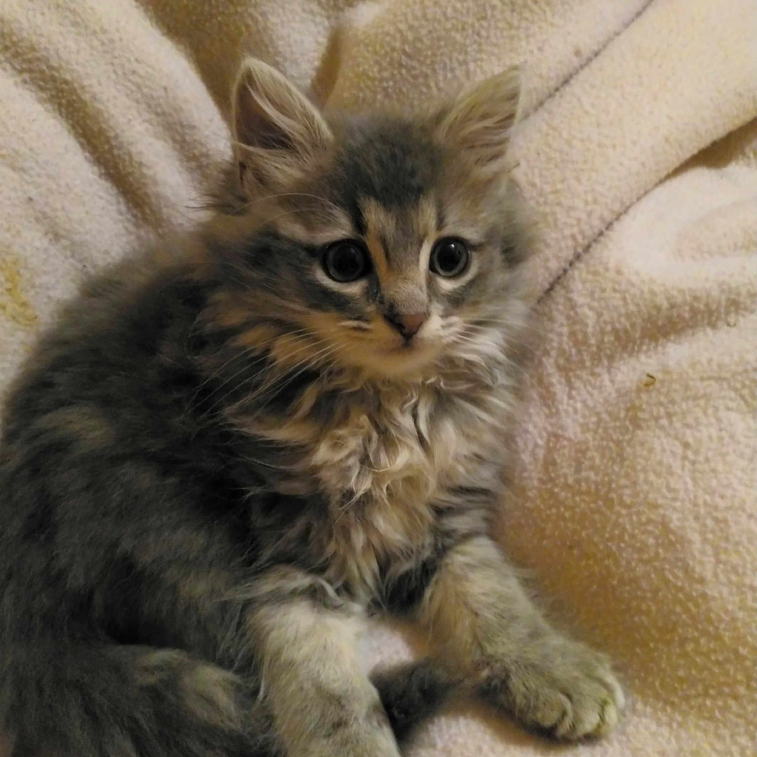 Rengar participe au concours pour gagner de l'argent avec cette photo : american_curl, asian_semi_longhair, british_semi_longhair, carnivoran, cat, cat_like_mammal, domestic_long_haired_cat, domestic_short_haired_cat, fur, kitten, kurilian_bobtail, maine_coon, norwegian_forest_cat, persian, pixie_bob, ragamuffin, siberian, small_to_medium_sized_cats, snout, whiskers