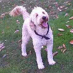 Murphy