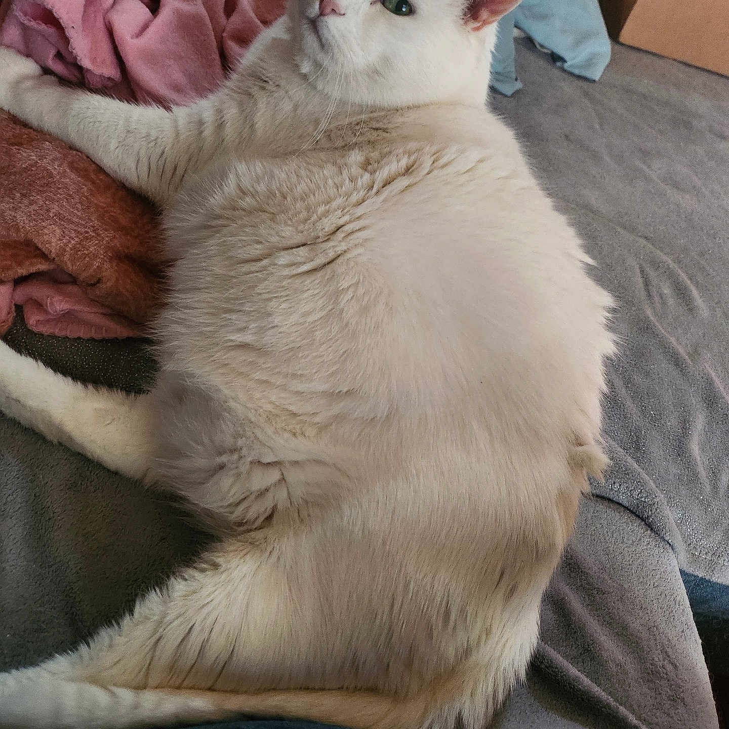 Yeti a rejoint le concours — aidez-le/la à gagner de superbes lots ! cat, white_cat, pet, feline, indoor, bed, blanket, cozy, fur, relaxed, looking_back, animal, cute, domestic_animal, sleepy, resting, soft_texture, pink_blanket, gray_blanket, box