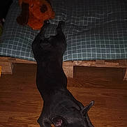 Baloo a rejoint le concours — aidez-le/la à gagner de superbes lots ! dog, black_dog, stuffed_animal, plush_toy, bed, cushion, checkered_pattern, wooden_floor, indoor, pet, sleeping, relaxed, animal, fur, ears, floor, toy, resting, cozy, dark