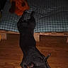 dog, black_dog, stuffed_animal, plush_toy, bed, cushion, checkered_pattern, wooden_floor, indoor, pet, sleeping, relaxed, animal, fur, ears, floor, toy, resting, cozy, dark