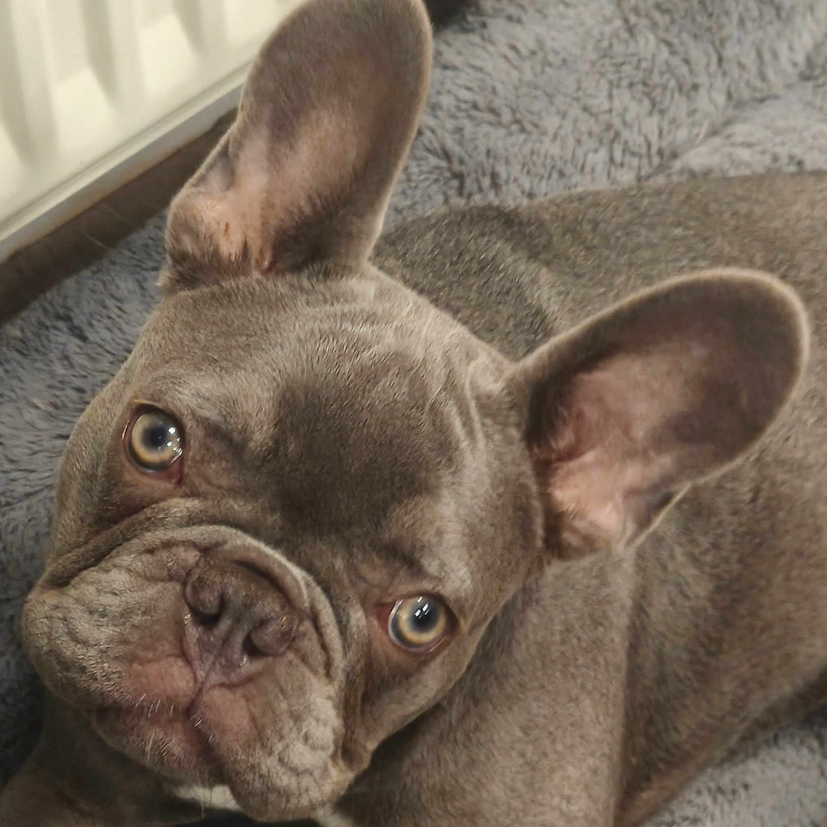 Baloo