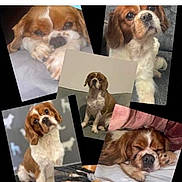 Bailey Boo is registered to the contest to win money with this photo: dog, birthday, collage, pet, cute, sleeping, portrait, brown_and_white, paw, couch, close_up, indoor, animal, canine, face, eyes, fur, adorable, head_tilt, expression