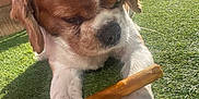 Bailey Boo is registered to the contest to win money with this photo: animal, backyard, brown_and_white, chew_stick, close_up, daylight, dog, elephant_statue, fence, fur, grass, nature, outdoor, paw, pet, puppy, relaxed, statue, sunlight, toy
