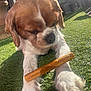 animal, backyard, brown_and_white, chew_stick, close_up, daylight, dog, elephant_statue, fence, fur, grass, nature, outdoor, paw, pet, puppy, relaxed, statue, sunlight, toy