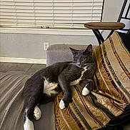 Shadow joined the competition — help win amazing prizes! cat, gray_cat, tuxedo_cat, indoor, couch, pillow, window_blinds, window, tile_floor, relaxed, paws, whiskers, lounging, pet, domestic_cat, living_room, upholstery, furniture, portrait, sleepy