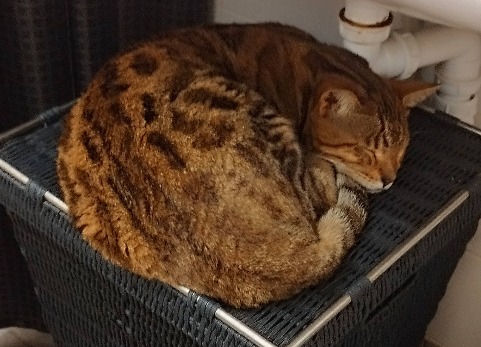 Gribouille a rejoint le concours — aidez-le/la à gagner de superbes lots ! carnivore, cat, cat_supply, comfort, fawn, felidae, fur, mammal, small_to_medium_sized_cats, tail, terrestrial_animal, vertebrate, whiskers