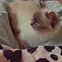 Bluebell joined the competition — help win amazing prizes! animal, bed, blanket, cat, comfort, cozy, cute, domestic, feline, fluffy, fur, indoor, pattern, pet, relaxed, resting, side_view, sleepy, soft, warm