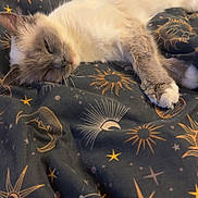 Bluebell is registered to the contest to win money with this photo: animal, blanket, cat, cosmic_pattern, cozy, cute, feline, fluffy, fur, indoor, moons, paw, pet, relaxed, resting, sleeping, soft, stars, suns, whiskers