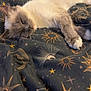 animal, blanket, cat, cosmic_pattern, cozy, cute, feline, fluffy, fur, indoor, moons, paw, pet, relaxed, resting, sleeping, soft, stars, suns, whiskers