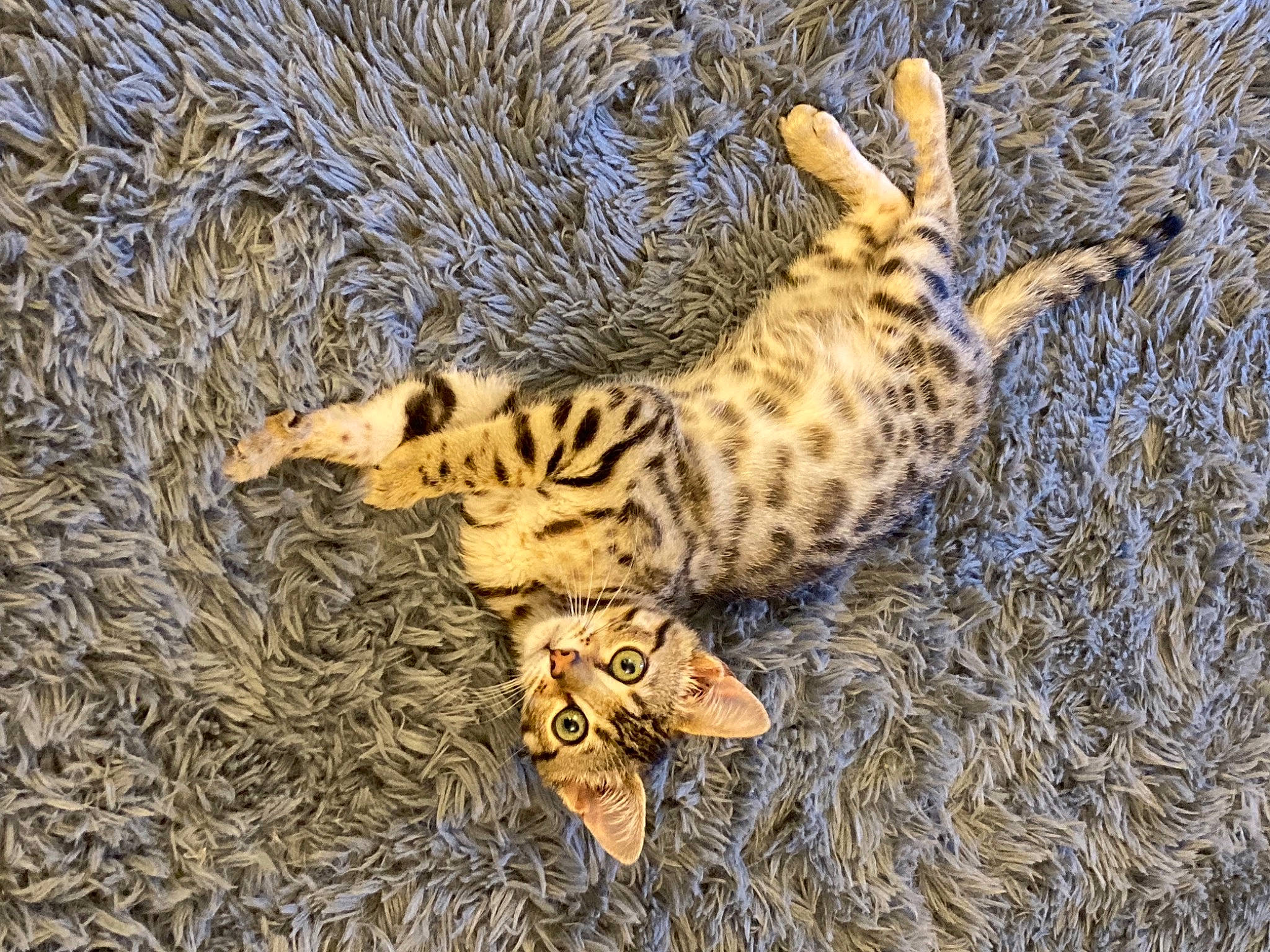 Amira joined the competition — help win amazing prizes! big_cats, carnivore, cat, claw, fawn, felidae, fur, grass, military_camouflage, pattern, paw, plant, small_to_medium_sized_cats, snout, soil, tail, terrestrial_animal, whiskers, wildlife, wood