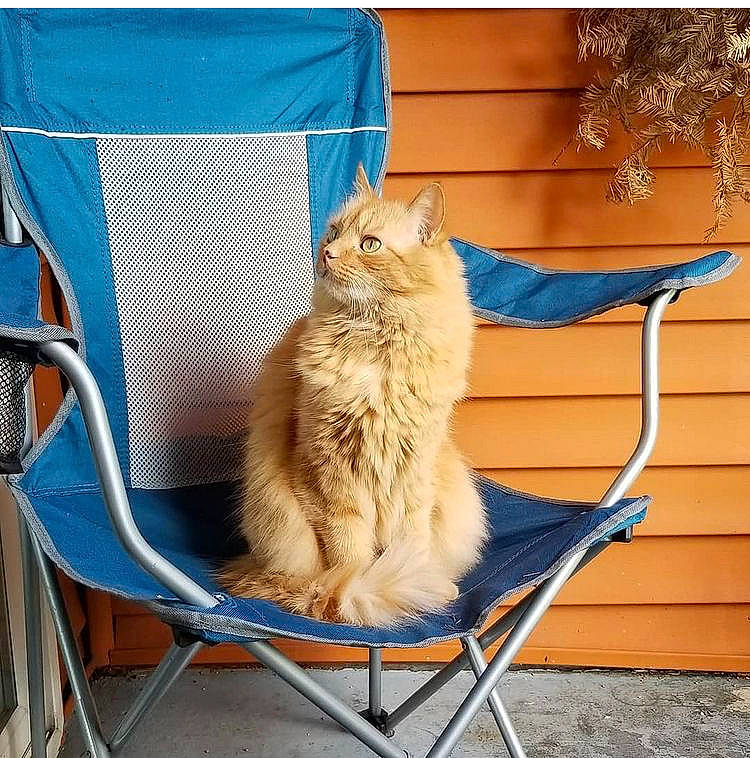 Friday joined the competition — help win amazing prizes! blue, box, carnivore, cat, cat_supply, chair, comfort, domestic_short_haired_cat, fashion_accessory, fawn, felidae, fur, outdoor_furniture, pet_supply, sitting, small_to_medium_sized_cats, tail, whiskers, wicker, wood