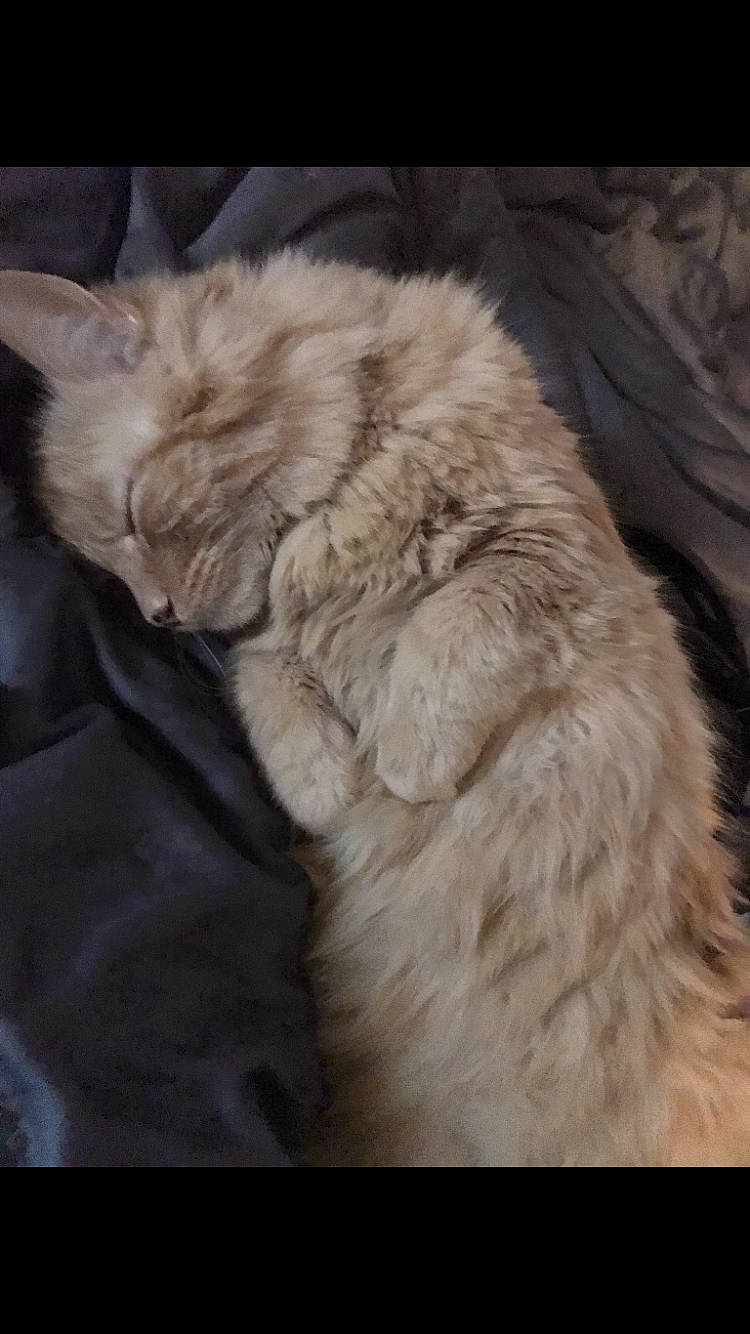 Friday is registered to the contest to win money with this photo: british_longhair, canidae, carnivore, cat, claw, comfort, companion_dog, dog_breed, fawn, felidae, fur, nap, paw, persian, small_to_medium_sized_cats, snout, tail, terrestrial_animal, whiskers, wood