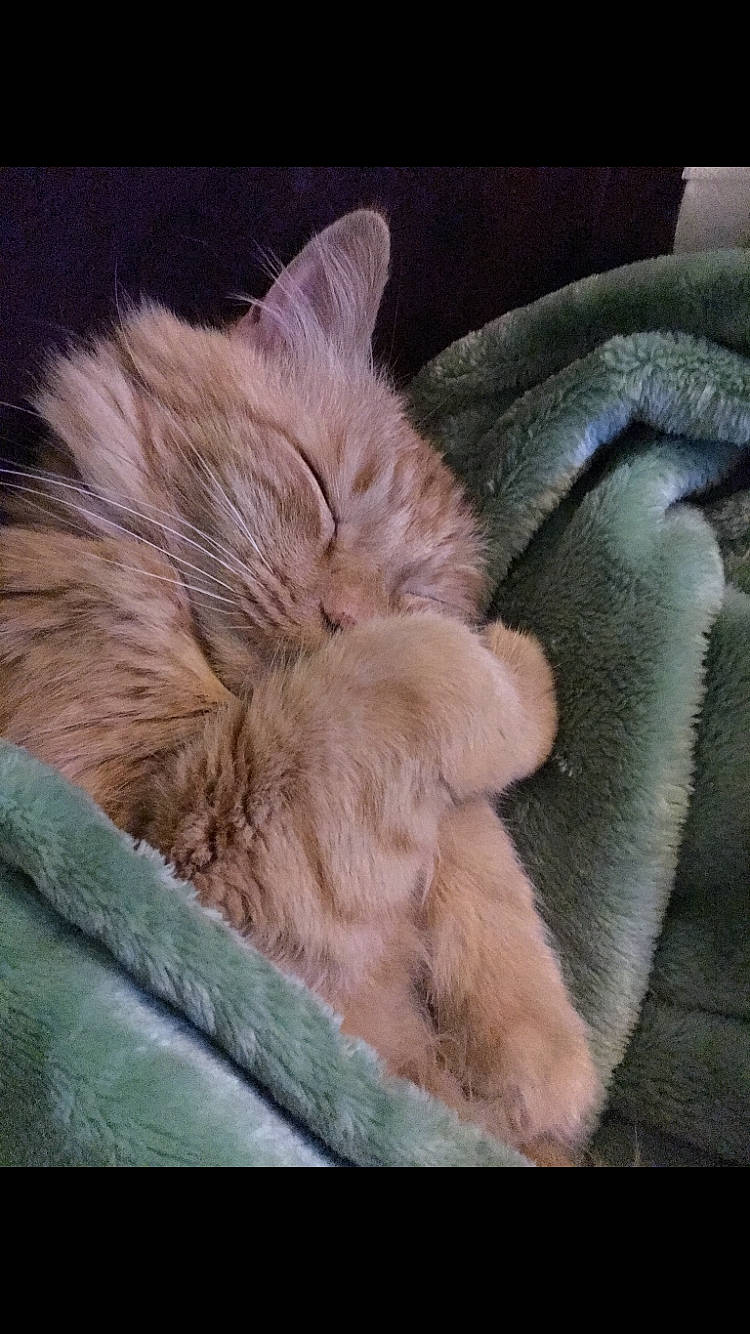 Friday joined the competition — help win amazing prizes! canidae, carnivore, cat, cat_bed, claw, comfort, companion_dog, dog_breed, domestic_short_haired_cat, ear, fawn, felidae, fur, liver, nap, paw, small_to_medium_sized_cats, sporting_group, tail, whiskers