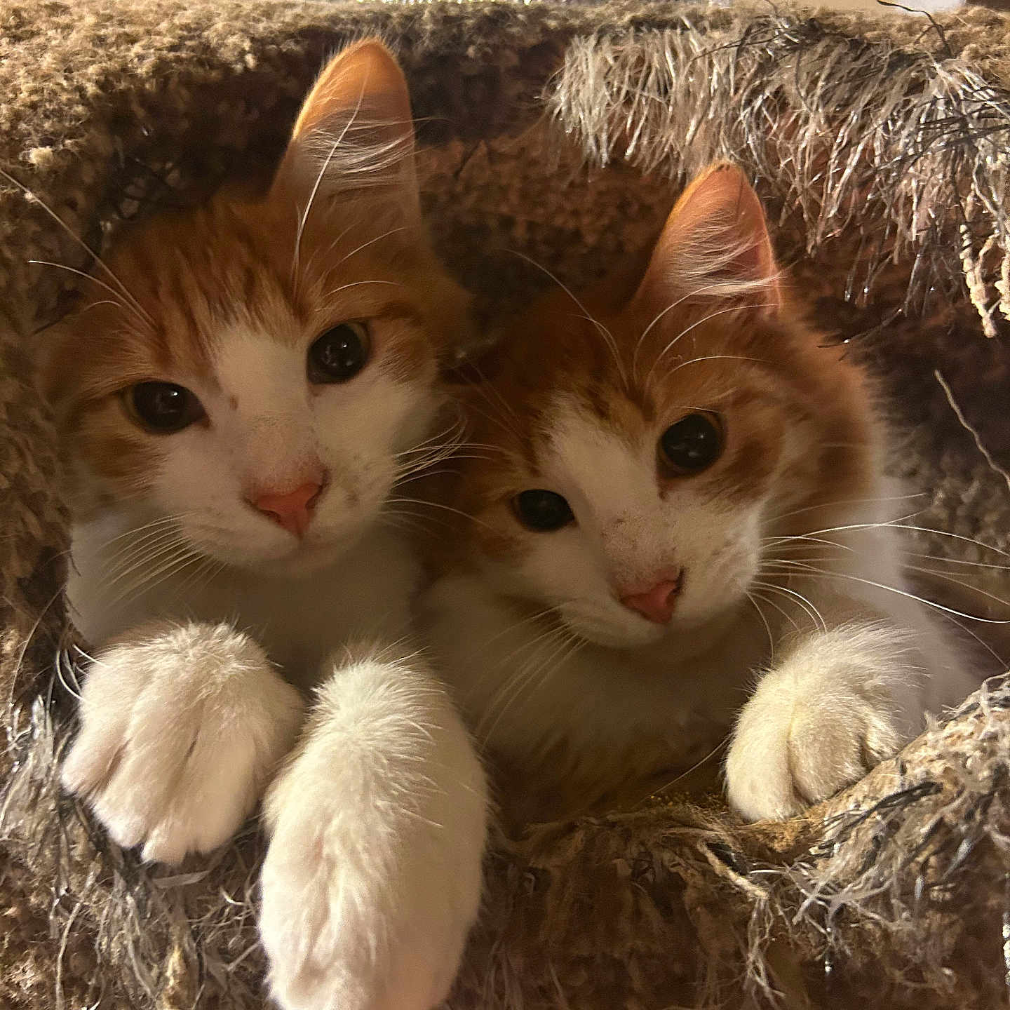 Marmalade joined the competition — help win amazing prizes! abyssinian, angora, animal, armchair, basket, cat, chair, couch, countryside, den, furniture, hardwood, kitten, manx, nature, outdoors, pet, siamese, straw, wood