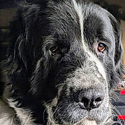 Oreo is registered to the contest to win money with this photo: dog, close_up, portrait, black_and_white, fur, animal, pet, face, whiskers, nose, eyes, muzzle, canine, domestic_animal, looking, indoor, expression, cute, furry, companion