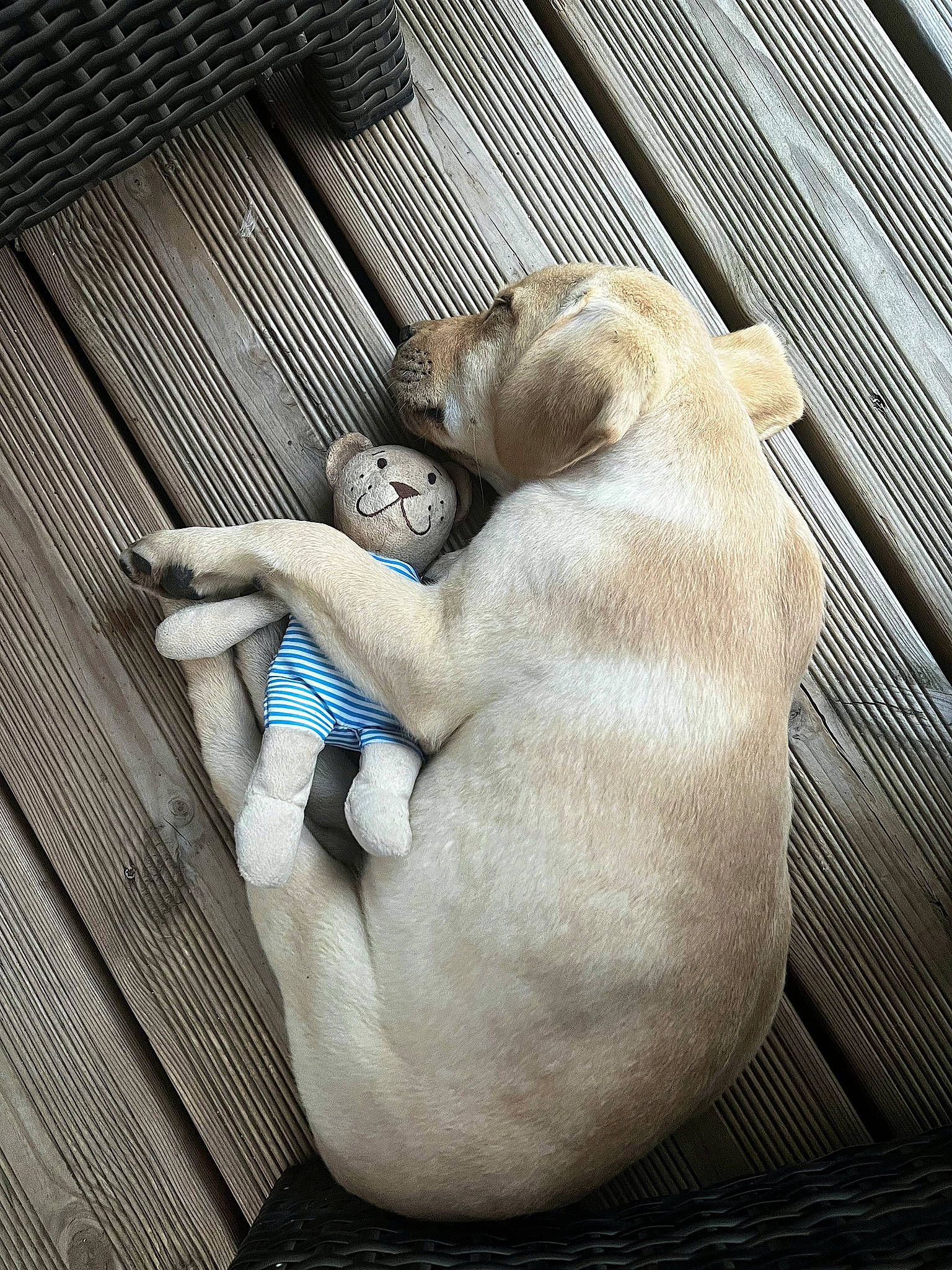 Ulka a rejoint le concours — aidez-le/la à gagner de superbes lots ! art, comfort, companion_dog, fawn, finger, foot, fur, gesture, hand, human_leg, mammal, nail, nap, sculpture, snout, thumb, vertebrate, wood, wrinkle, wrist