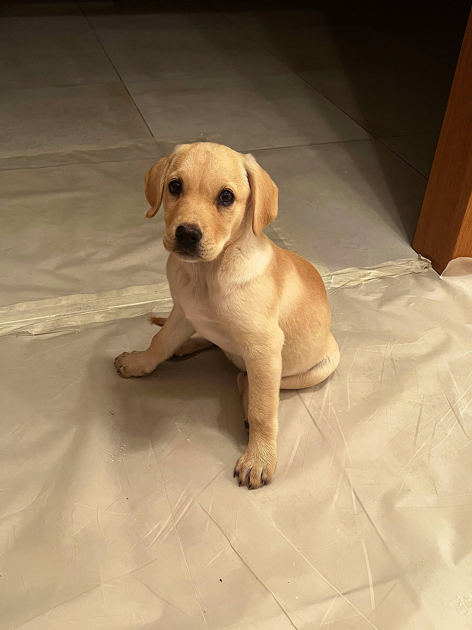 Ulka a rejoint le concours — aidez-le/la à gagner de superbes lots ! beige, canidae, carnivore, comfort, companion_dog, dog, dog_breed, dog_supply, fawn, flooring, fur, gun_dog, liver, paw, pet_supply, snout, sporting_group, tail, wood, working_animal