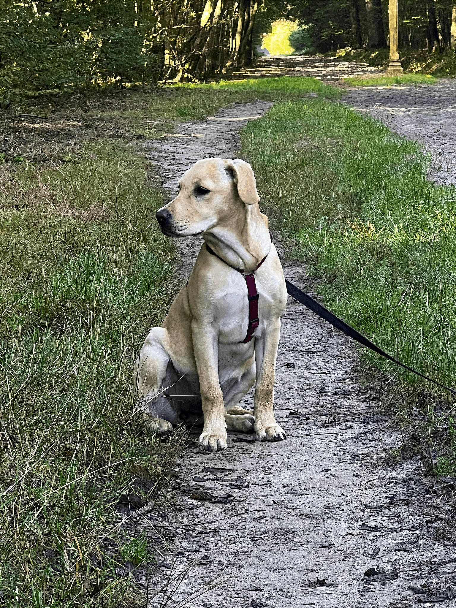 Ulka participe au concours pour gagner de l'argent avec cette photo : adventure, canidae, carnivore, collar, companion_dog, dog, dog_breed, dog_collar, fawn, grass, groundcover, gun_dog, plant, retriever, snout, sporting_group, tail, tree, wood, working_animal