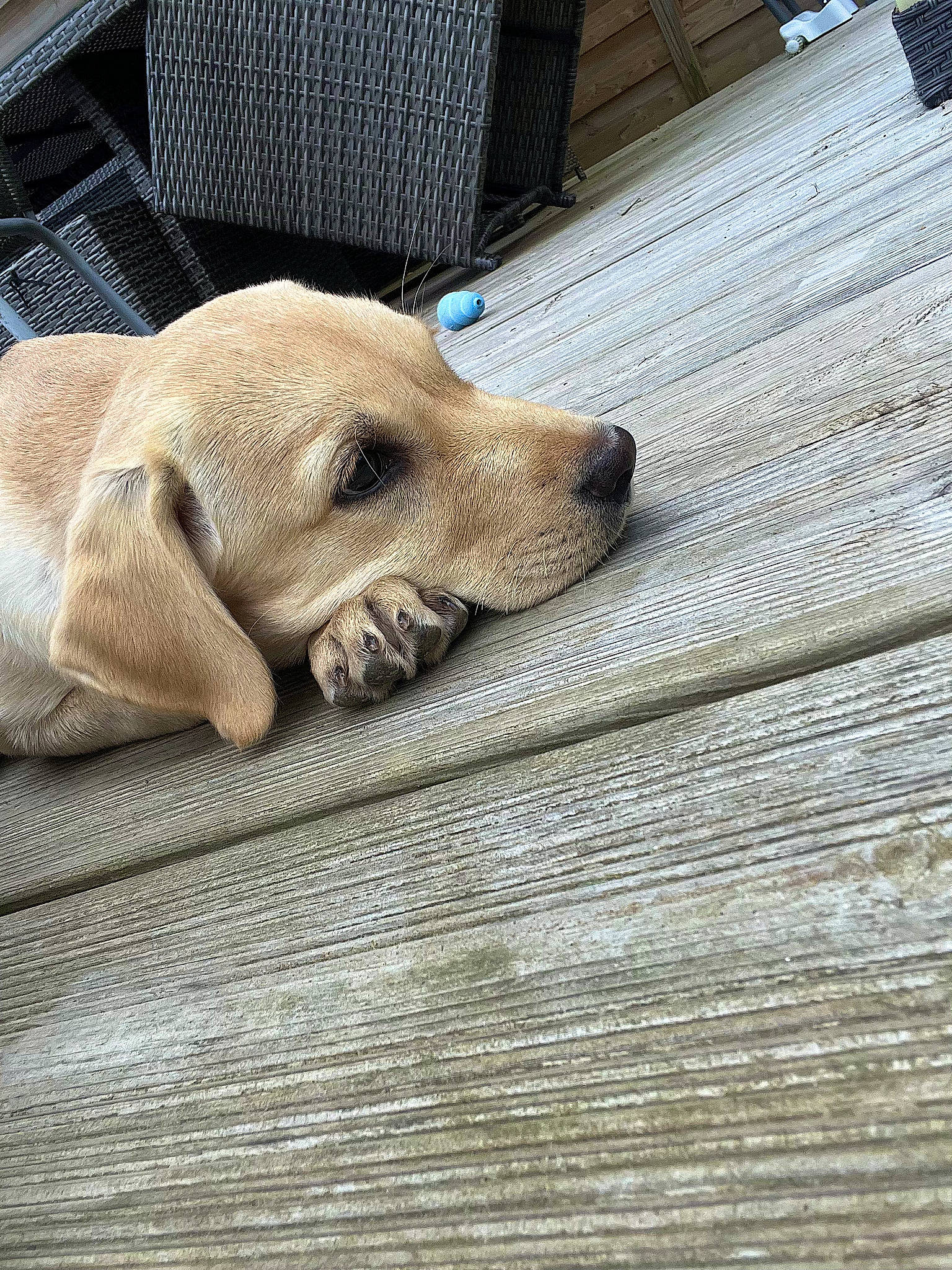 Ulka a rejoint le concours — aidez-le/la à gagner de superbes lots ! canidae, carnivore, comfort, companion_dog, couch, dog, dog_breed, fawn, flooring, fur, hardwood, linens, plank, snout, sporting_group, terrestrial_animal, wood, wood_stain, working_animal, wrinkle